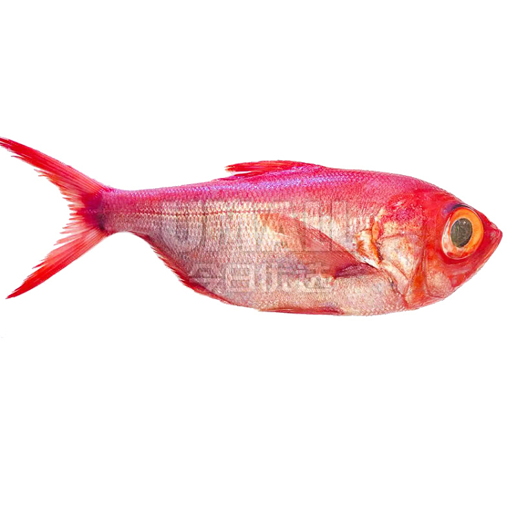 freshly-caught-fresh-deep-sea-goldeneye-snapper-japanese-sashimi-grade-sea-fish-before-cleaning-about-650-750g-1