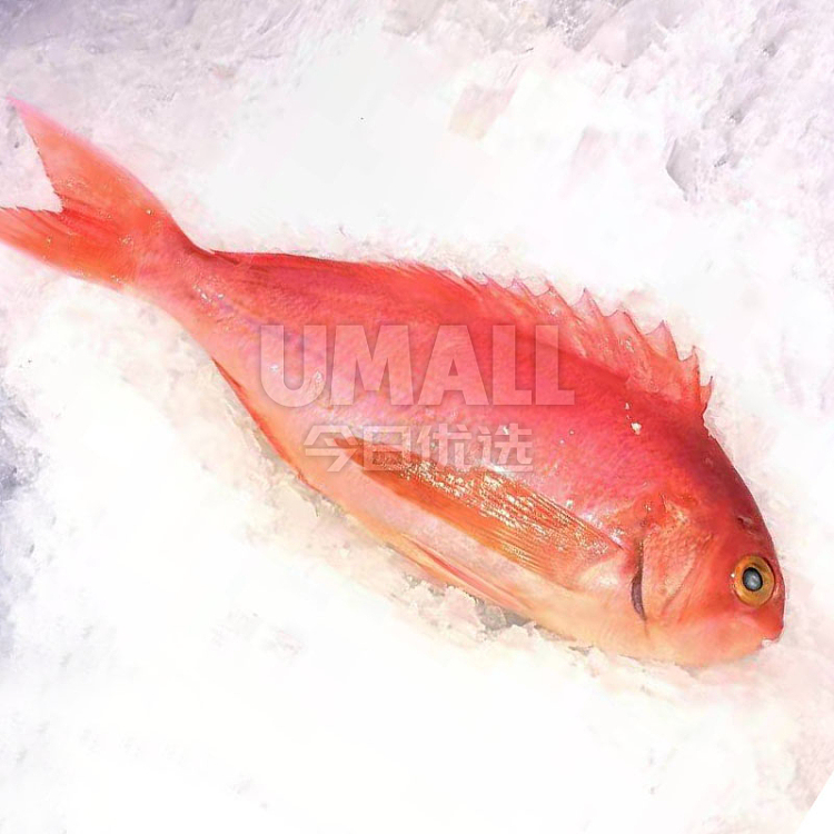 freshcheng-kee-fresh-deep-sea-orange-perch-grouper-perchlongfin-a-before-cleaning-about-700g-1