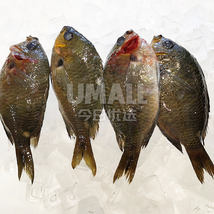 fresh-chengji-new-product-u-fresh-taste-rare-wild-small-carp-one-copy-about-500-650g-before-cleaning-1