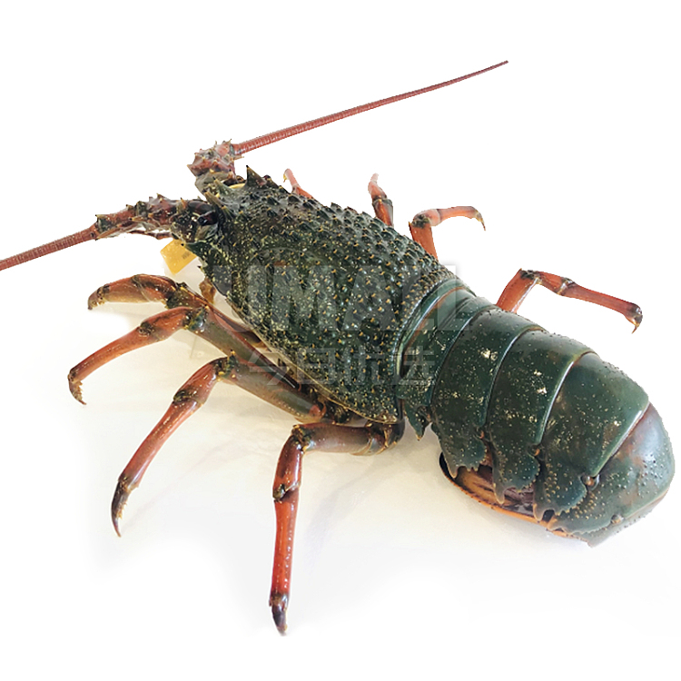 lobster-nsw-local-raw-green-dragon-one-about-800-1000g-2
