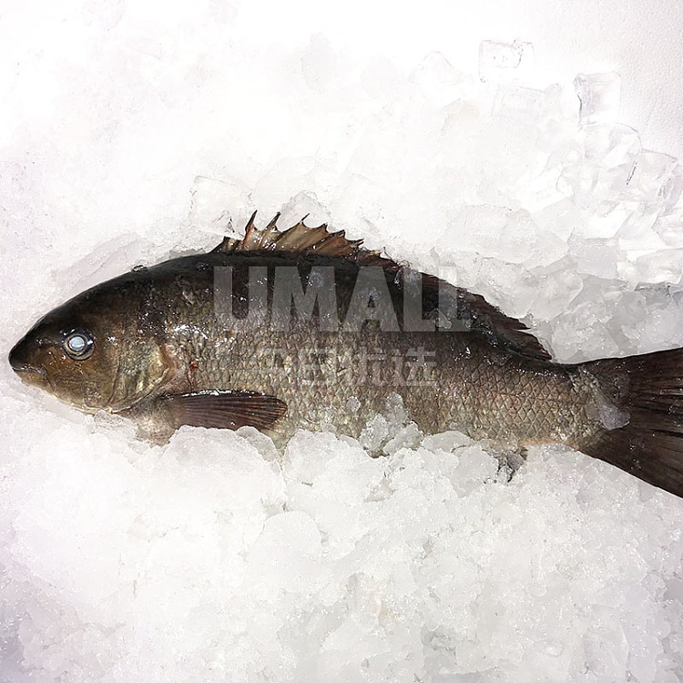 fresh-chengji-fresh-deep-sea-black-carp-1pc-about-500-600g-2