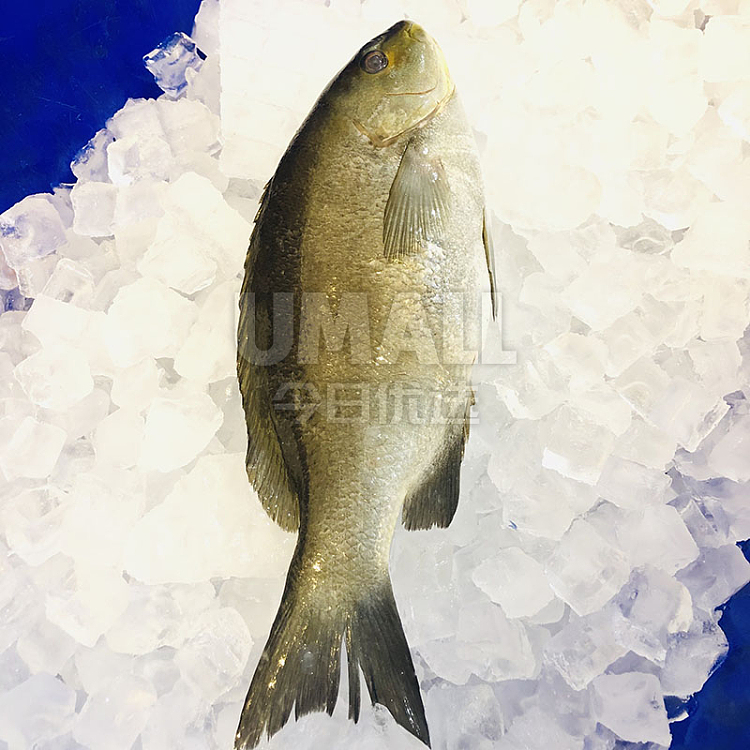 fresh-chengji-fresh-deep-sea-black-carp-1pc-about-500-600g-1