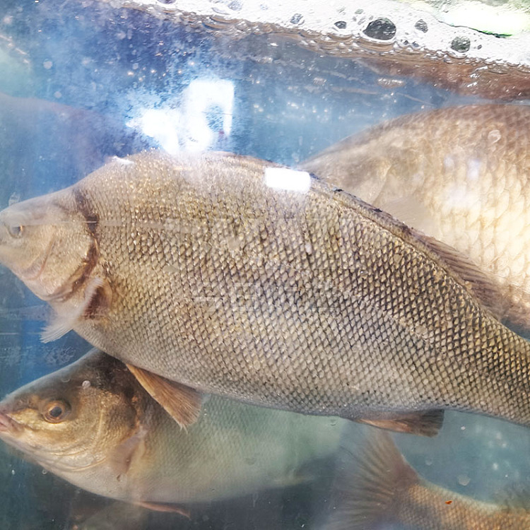 livechengji-live-fresh-swimming-silver-perch-a-clean-before-about-500-600g-1