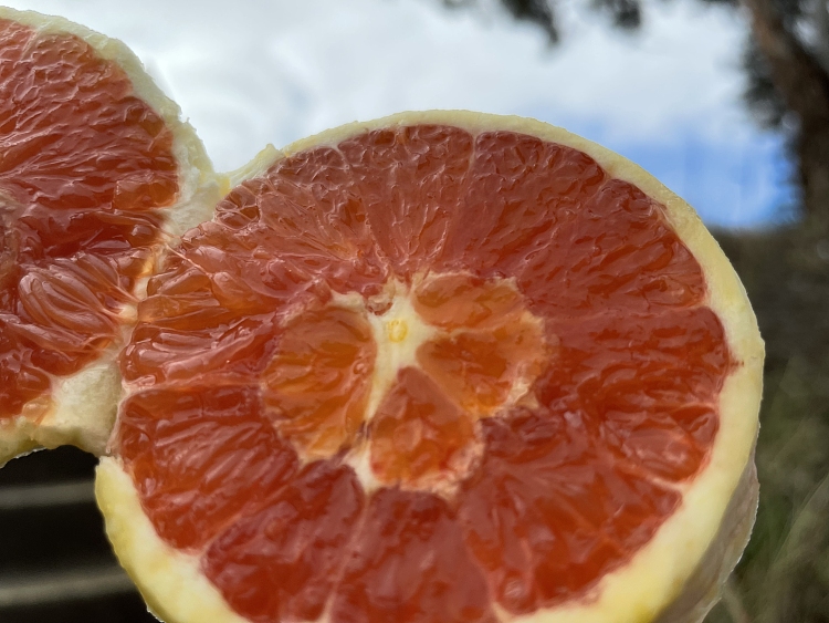 freshufreshcaracara-navel-orange-whole-box-3