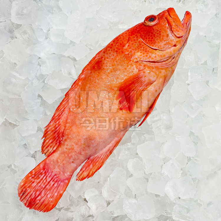 tomato-cod-deep-sea-red-grouper-about-600g-before-cleaning-1