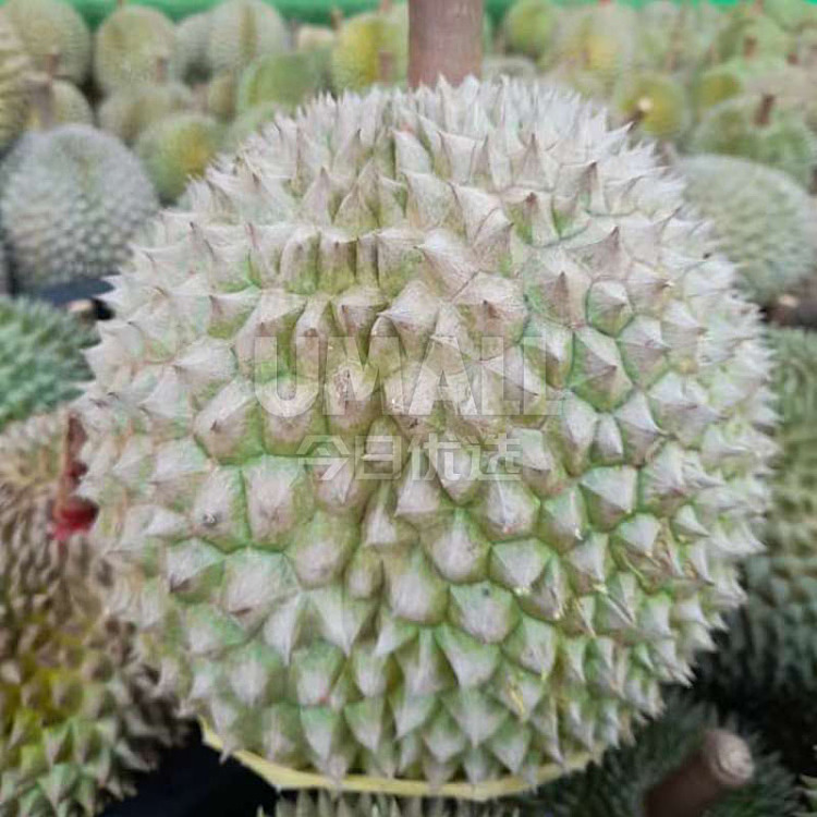 frozendiyi-durian-malaysia-black-thorn-durian-about-1-13kg-3