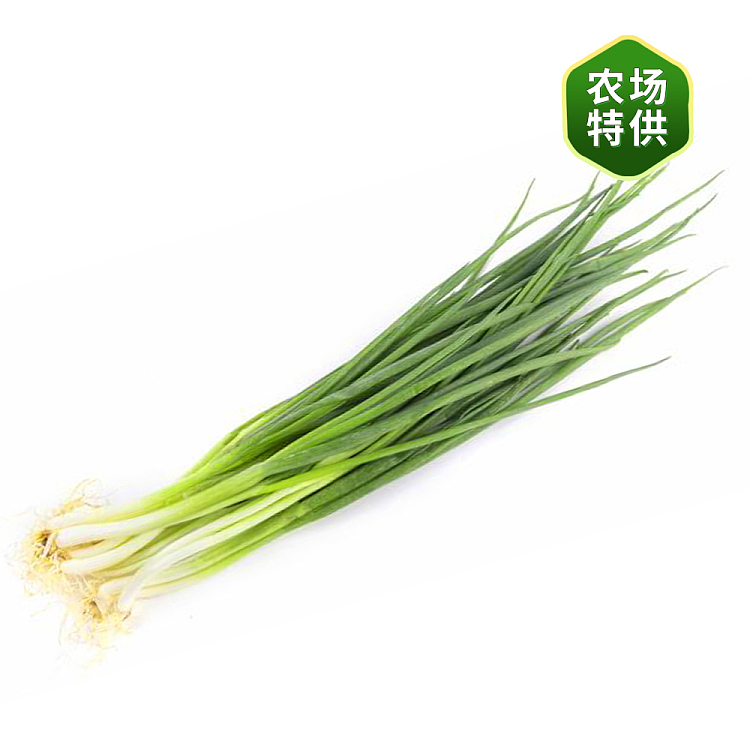 fresh-scallions-medium-size-1-bundle-2