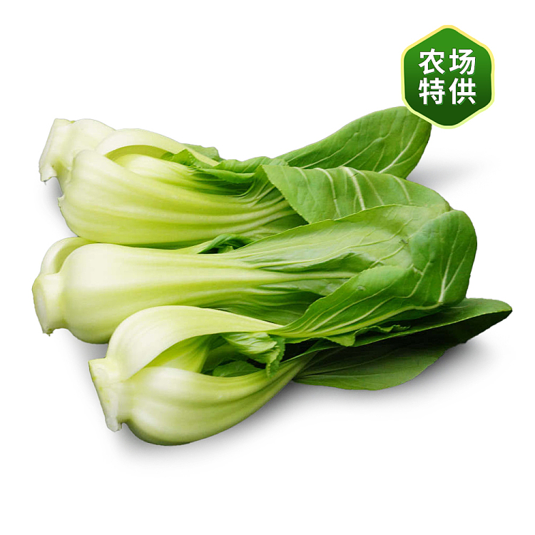 fresh-hydroponic-shanghai-bok-choy-1-bundle-1