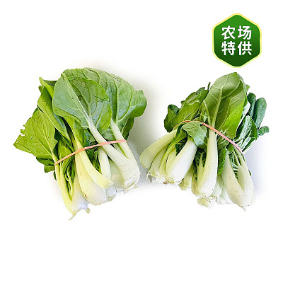 【农场直供】江门白 Kongmum 1捆
