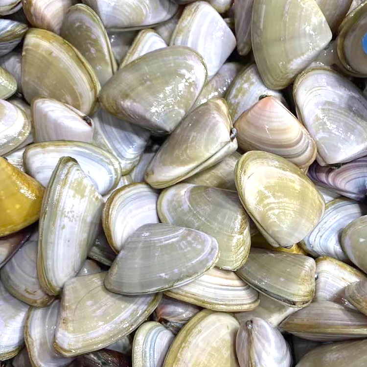 frozen-freshness-memoir--local-live-clams-approximately-500g-per-portion-1