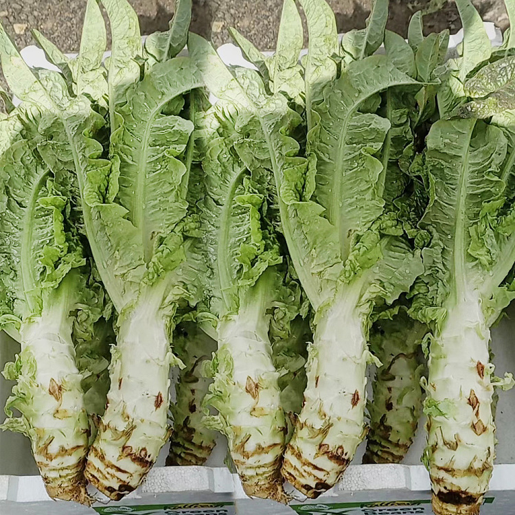 fresh-ufresh-chinese-lettuce-1-piece-1