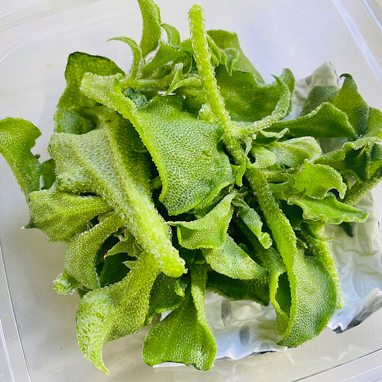 fresh-ufresh-ice-grass-1-portion-approximately-60g-1