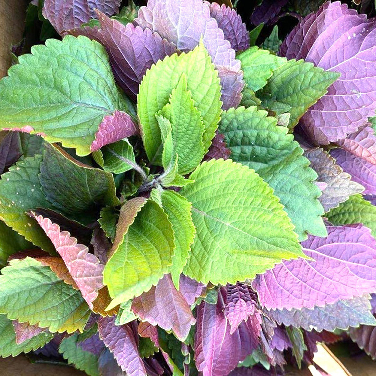 fresh-ufresh-perilla-leaves-1-bundle-1