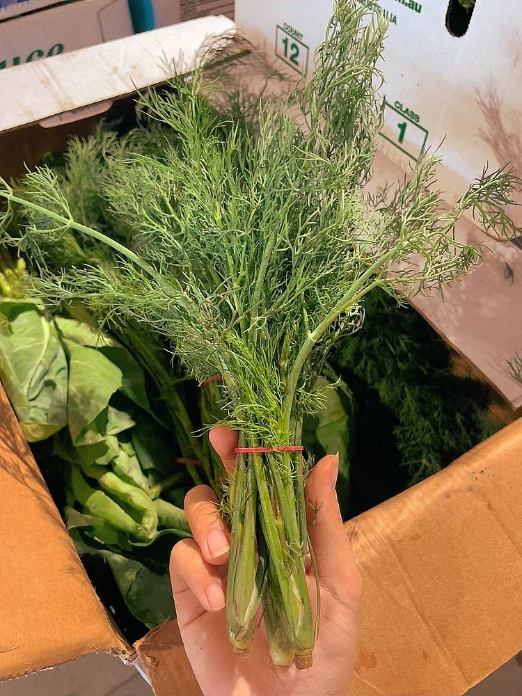 fresh-1-bundle-of-fennel-2