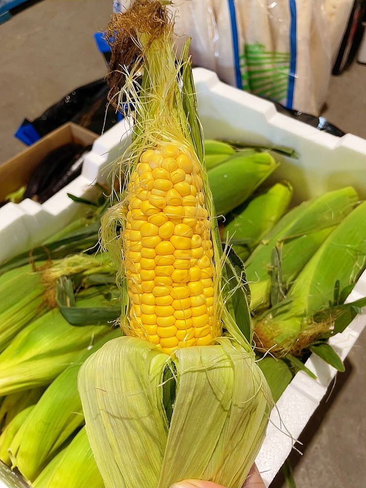 fresh-2-ears-of-corn-2