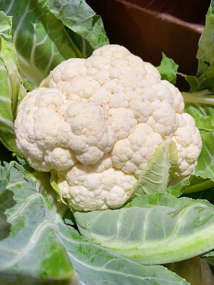 fresh-1-cauliflower-2