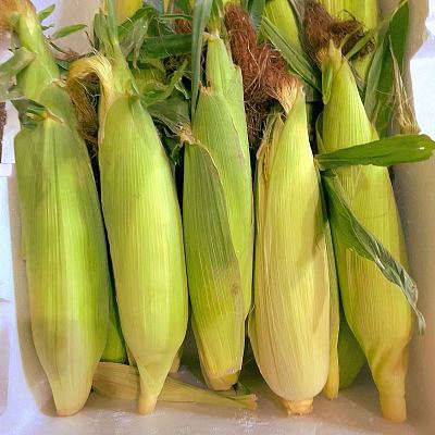 特价玉米 3根 （种植过程中 头部会有不饱满的现象，但新鲜度很好，不影响实用）