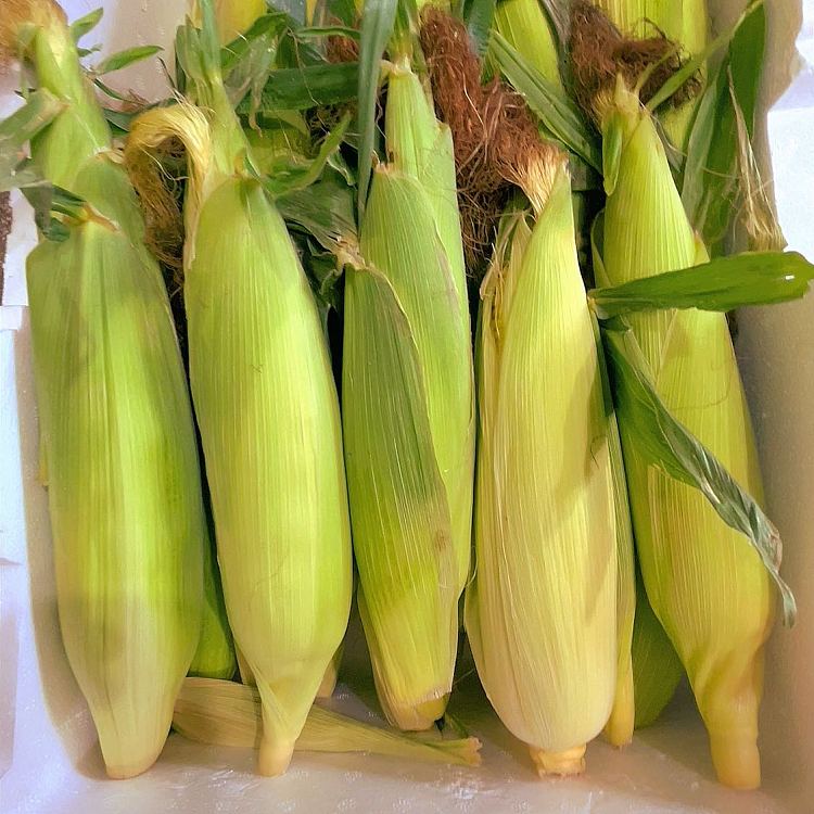fresh-3-ears-of-corn-1