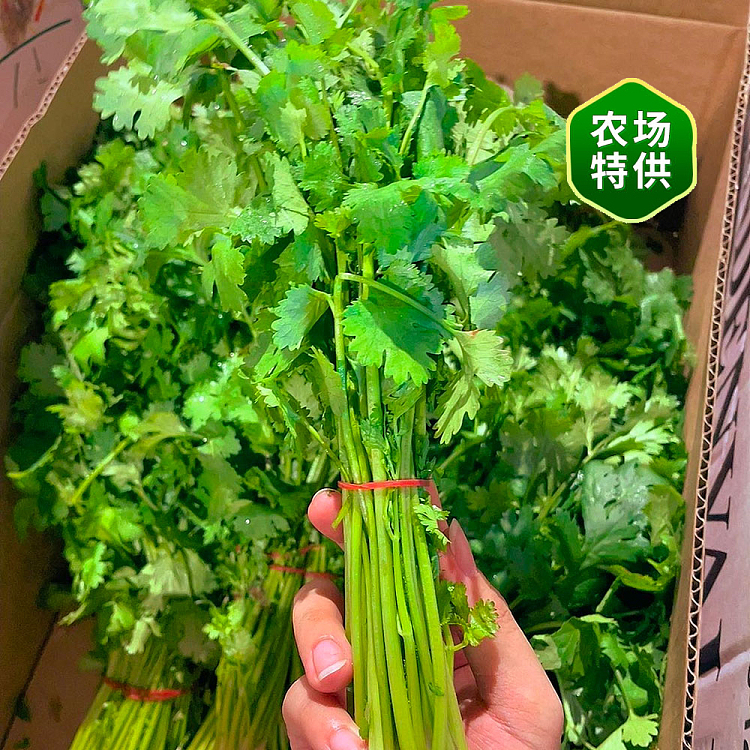 freshcilantro-1-bundle-3