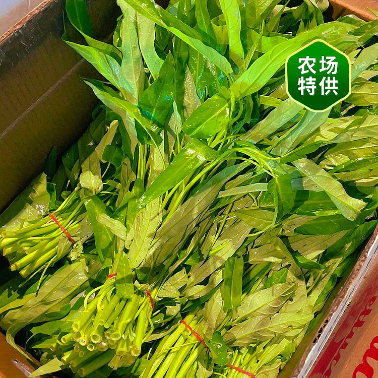 fresh-cabbage-1-bundle-2