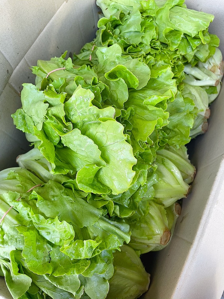 fresh-tang-lettuce-1-bundle-2