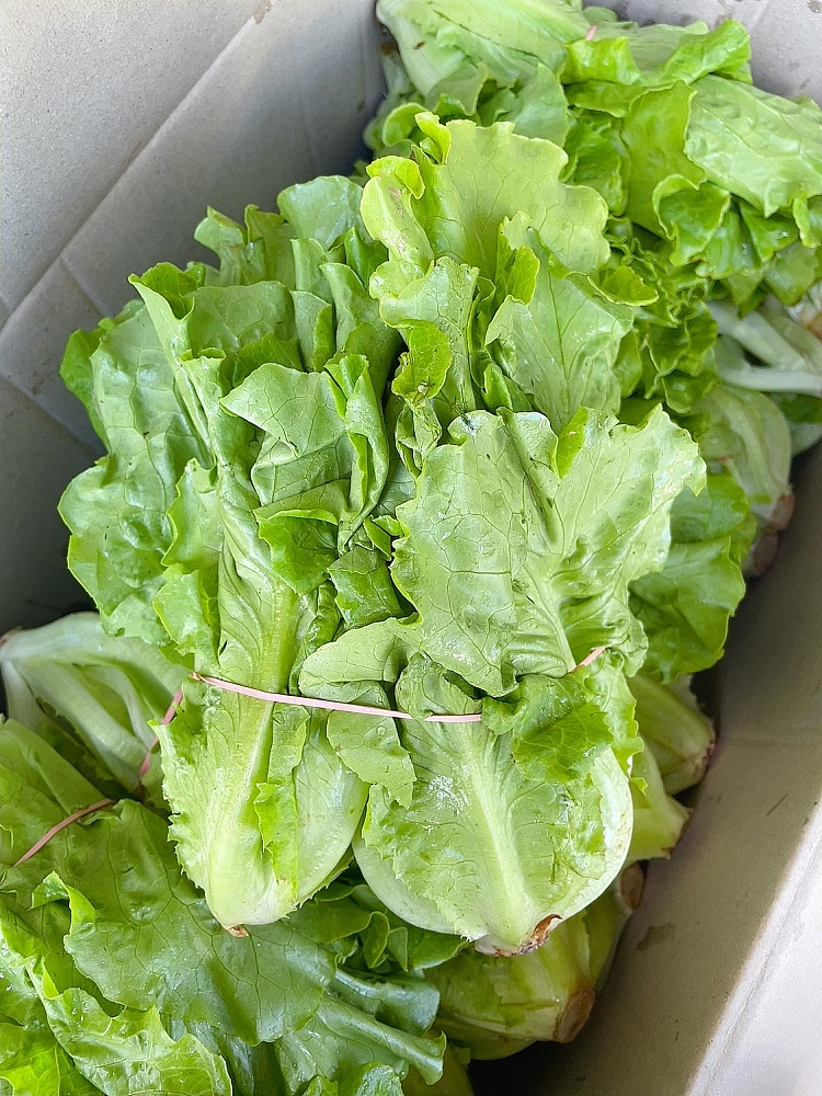 fresh-tang-lettuce-1-bundle-1