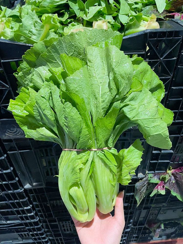 fresh-mustard-greens-1-bundle-3