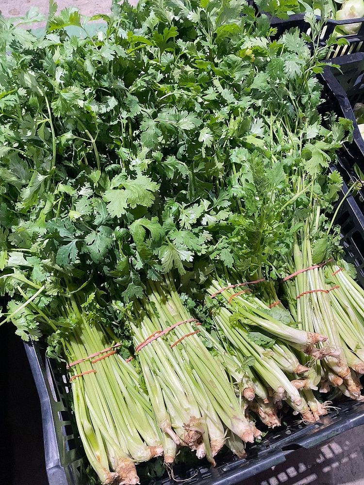 freshcilantro-1-bundle-4