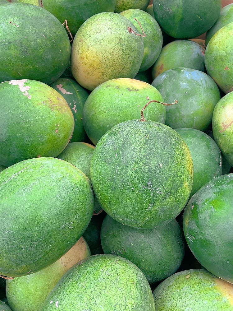 freshumall-self-supporting-seedless-watermelon-medium-1pc-about-3-35kg-3