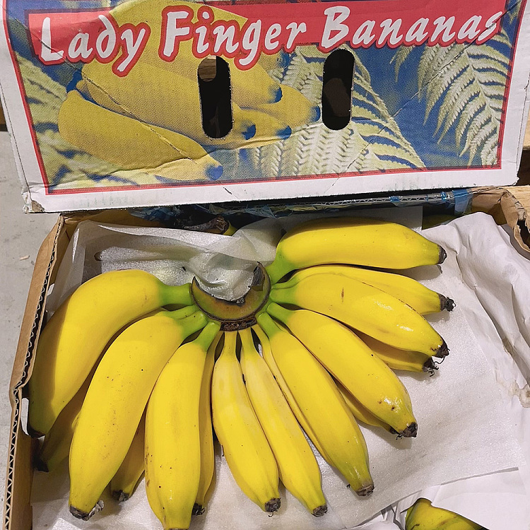 freshumalls-own-fingerlandy-banana-about-1kg-1