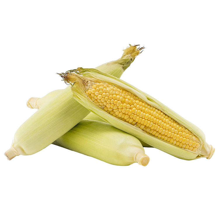 fresh-2-ears-of-corn-1