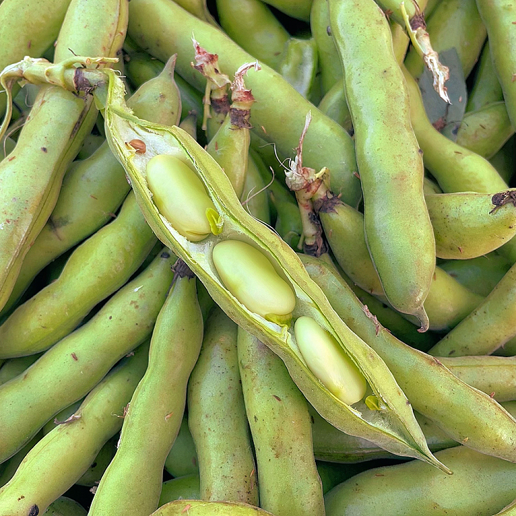 freshumall-self-operated-broad-beans-about-500g-2