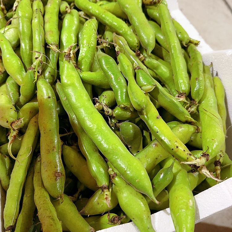 freshumall-self-operated-broad-beans-about-500g-4
