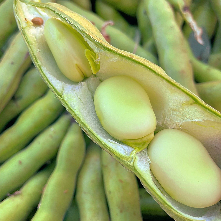 freshumall-self-operated-broad-beans-about-500g-3