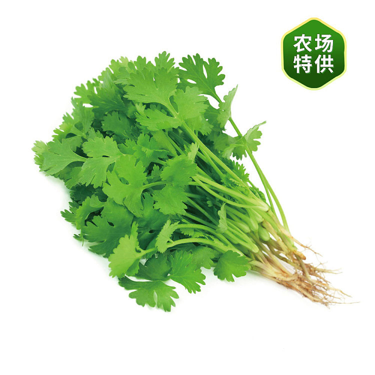 freshcilantro-1-bundle-2