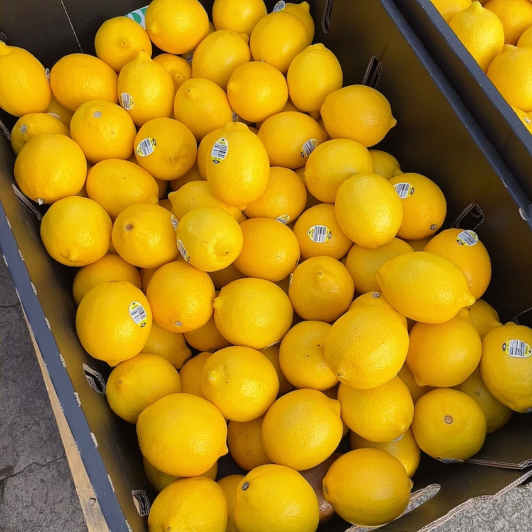 freshumall-own-lemon-about-550-600g-3