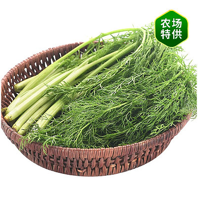茴香 Fennel 1捆