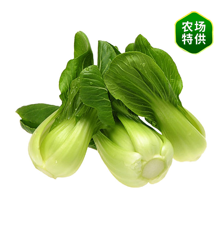 fresh-shanghai-white--1-bundle-2