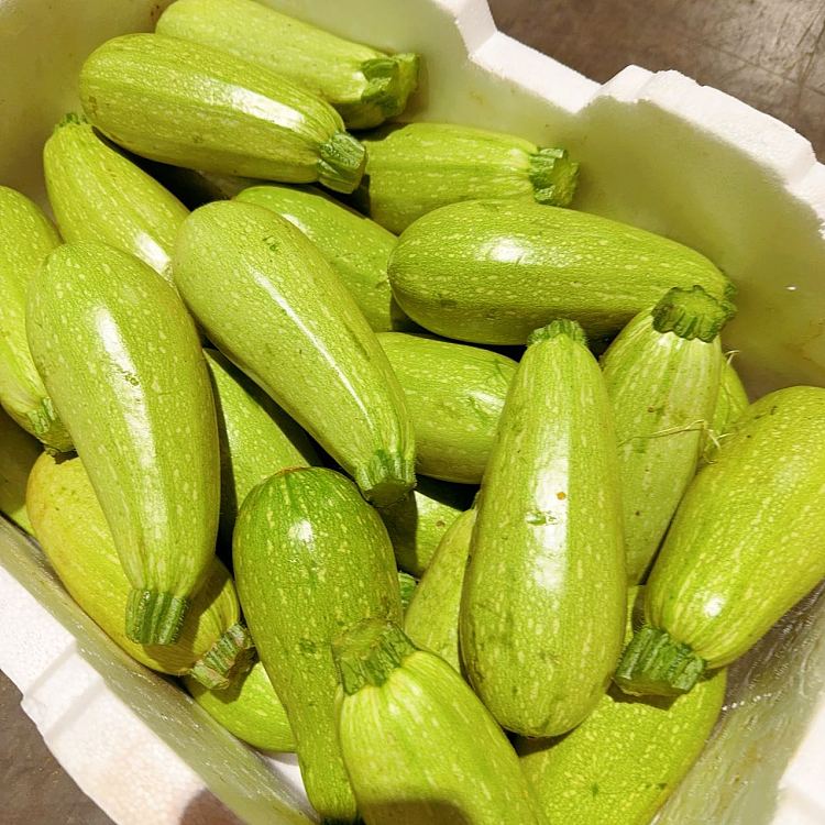freshlight-colored-zucchini-about-1kg-2