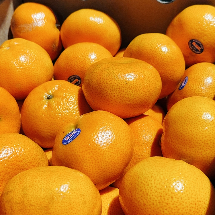 fresh-tangold-small-orange-about-1kg-1