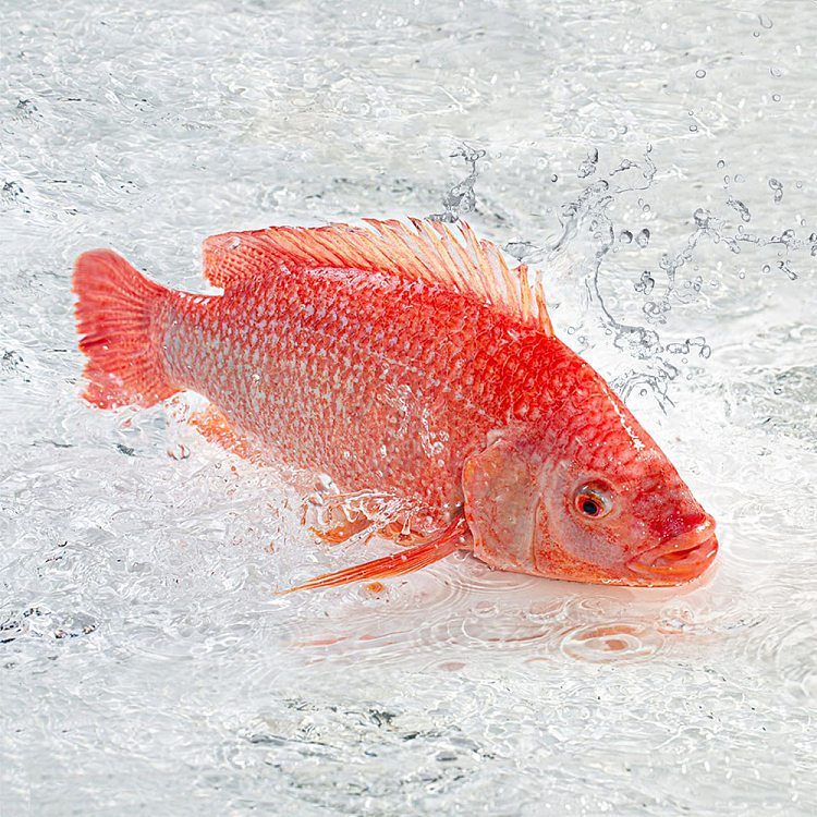 fresh-chengjis-fresh-deep-sea-red-fishslice-approximately-500-650g-before-cleaning-1