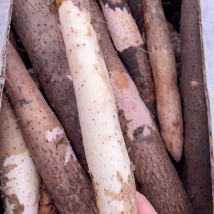 freshlocal-fresh-premium-yam-approx-1kg-2
