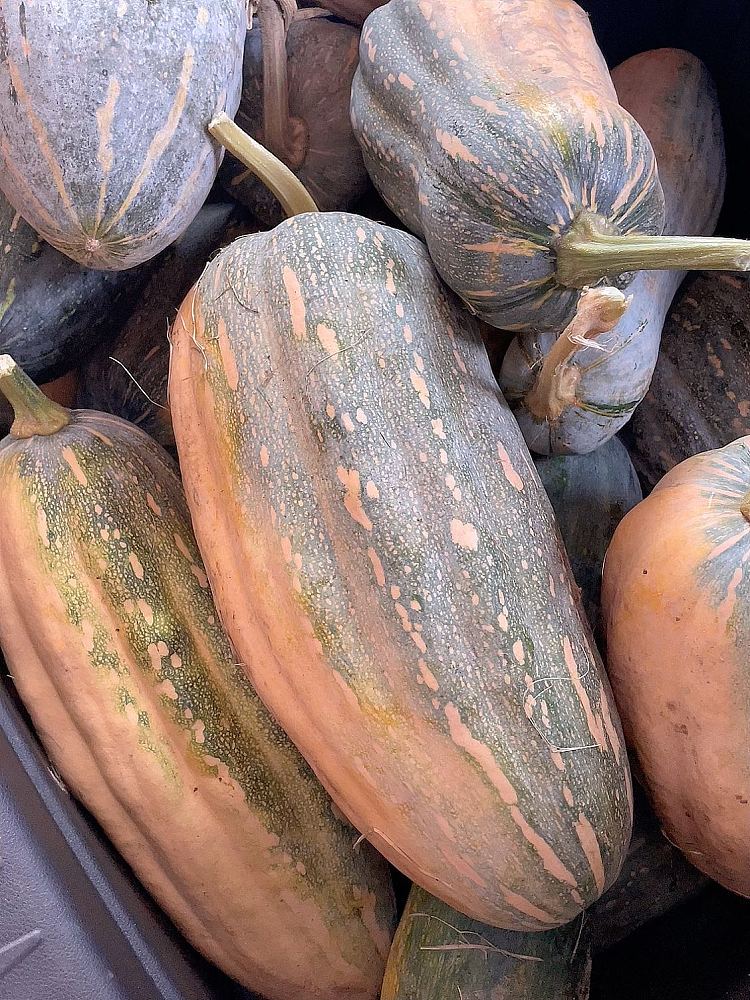 fresh-sticky-chestnut-pumpkin-about-1kg-2