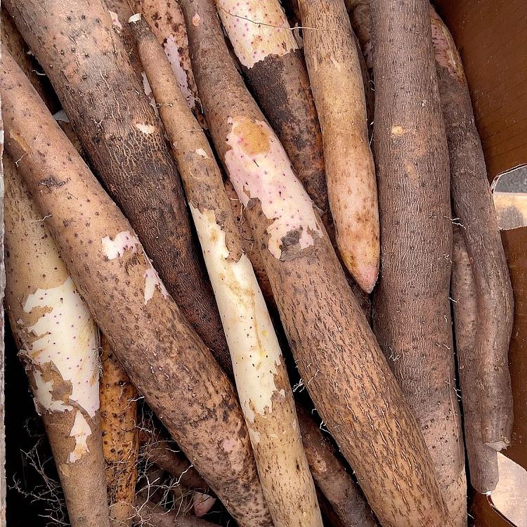 freshlocal-fresh-premium-yam-approx-1kg-3