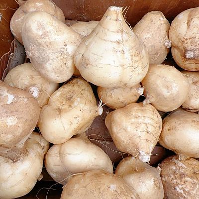 本地新鲜沙葛 约1kg