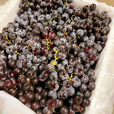 玫瑰香葡萄 约1kg