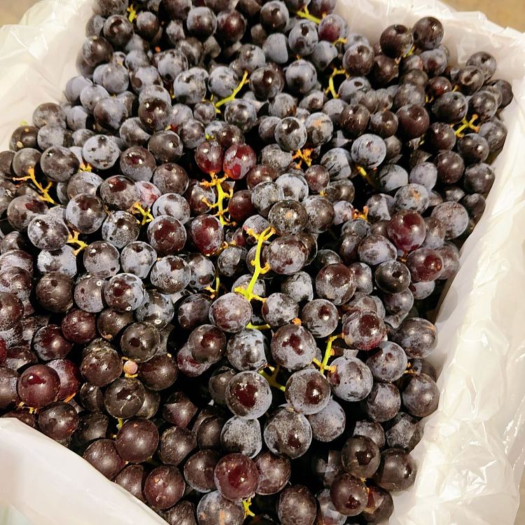 ufresh-rosy-grapes-whole-carton-about-1kg-1