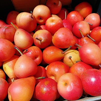 澳洲啤梨 约1kg