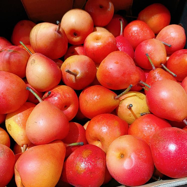 fresh-berry-pear-1kg-1