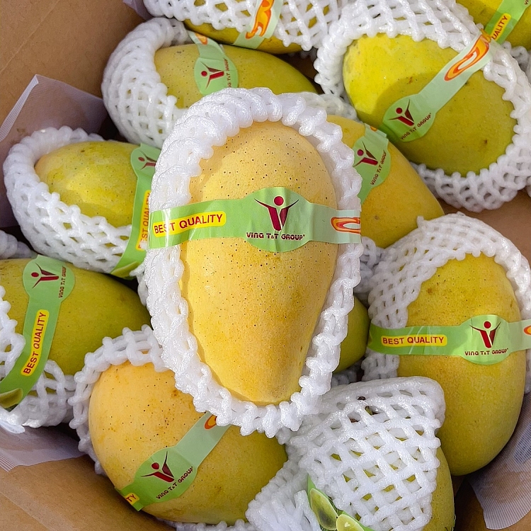 freshsweet-mango-imported-from-vietnam-2pcs-2